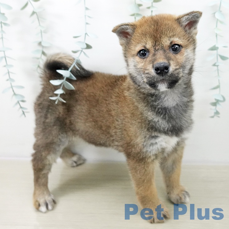 福島県の柴犬(標準サイズ) (ペットプラス イオンタウン郡山店/2025年11月16日生まれ/男の子/赤)の子犬の1枚目の画像