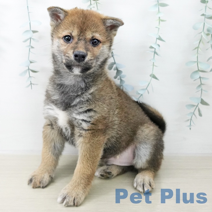 福島県の柴犬(標準サイズ) (ペットプラス イオンタウン郡山店/2025年11月16日生まれ/男の子/赤)の子犬の2枚目の画像