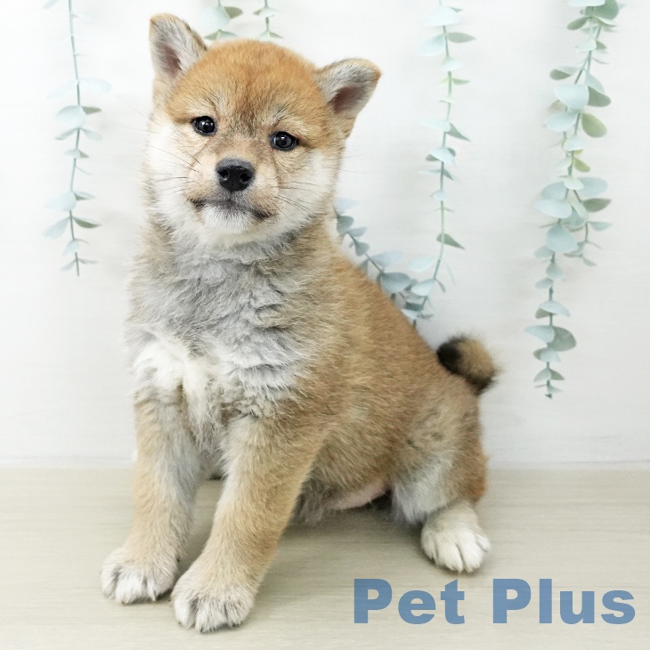 宮城県の柴犬(標準サイズ) (ペットプラス 仙台上杉店/2025年11月16日生まれ/女の子/赤)の子犬