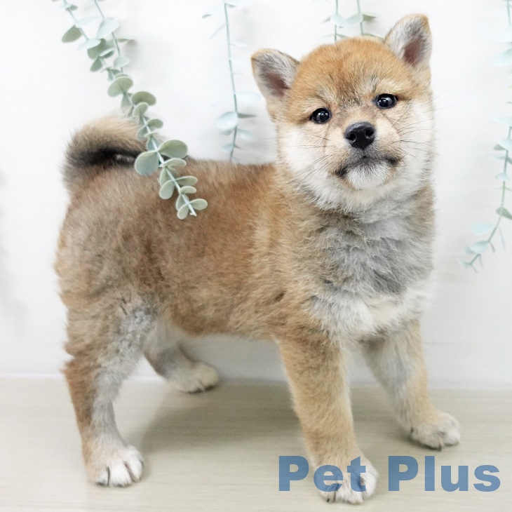 宮城県の柴犬(標準サイズ) (ペットプラス 仙台上杉店/2025年11月16日生まれ/女の子/赤)の子犬の2枚目の画像