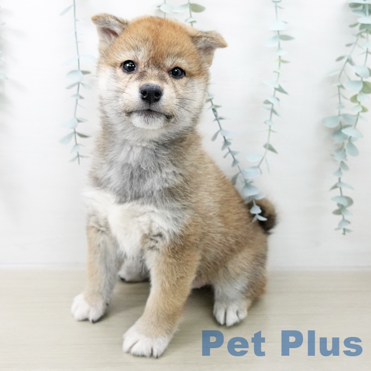 東京都の柴犬(標準サイズ) (ペッツワン 青梅インター店/2025年11月16日生まれ/女の子/赤)の子犬の1枚目の画像