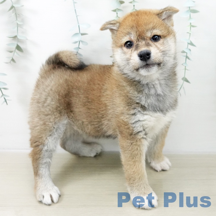 東京都の柴犬(標準サイズ) (ペッツワン 青梅インター店/2025年11月16日生まれ/女の子/赤)の子犬の2枚目の画像