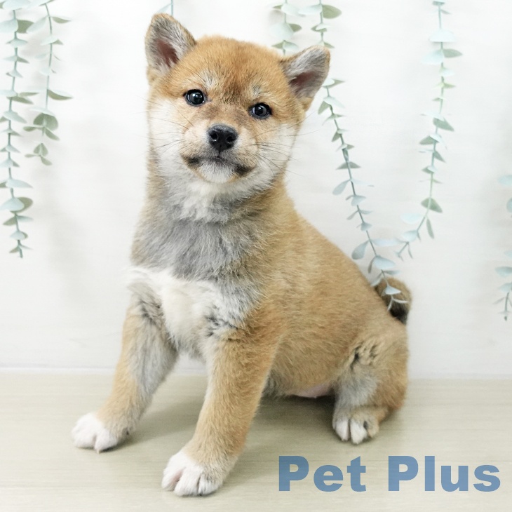 埼玉県の柴犬(標準サイズ) (ペットプラス ピオニウォーク東松山店/2025年11月16日生まれ/女の子/赤)の子犬の1枚目の画像