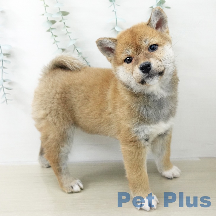 埼玉県の柴犬(標準サイズ) (ペットプラス ピオニウォーク東松山店/2025年11月16日生まれ/女の子/赤)の子犬の2枚目の画像