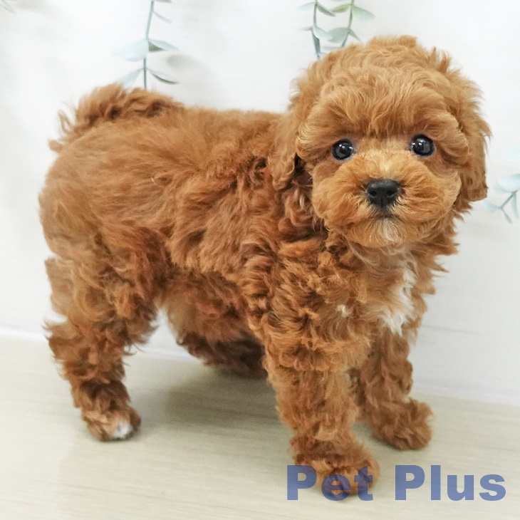 神奈川県のトイプードル(トイ) (ペットプラス テラスモール湘南店/2025年11月14日生まれ/女の子/レッド)の子犬の1枚目の画像