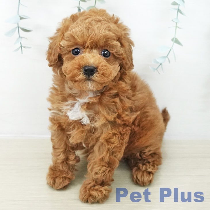 神奈川県のトイプードル(トイ) (ペットプラス テラスモール湘南店/2025年11月14日生まれ/女の子/レッド)の子犬の2枚目の画像