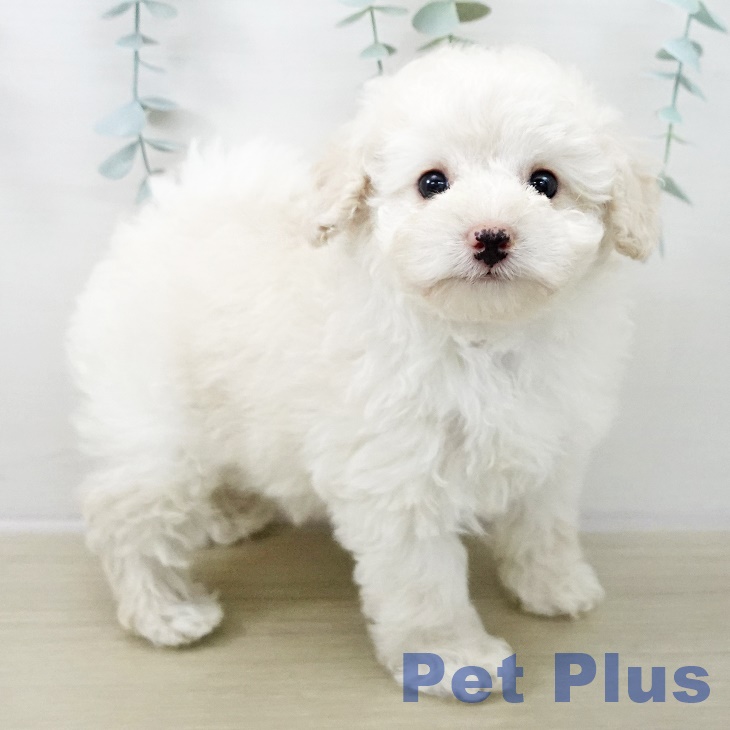 埼玉県のトイプードル(トイ) (ペットプラス 川口店/2025年11月16日生まれ/女の子/ホワイト)の子犬の1枚目の画像