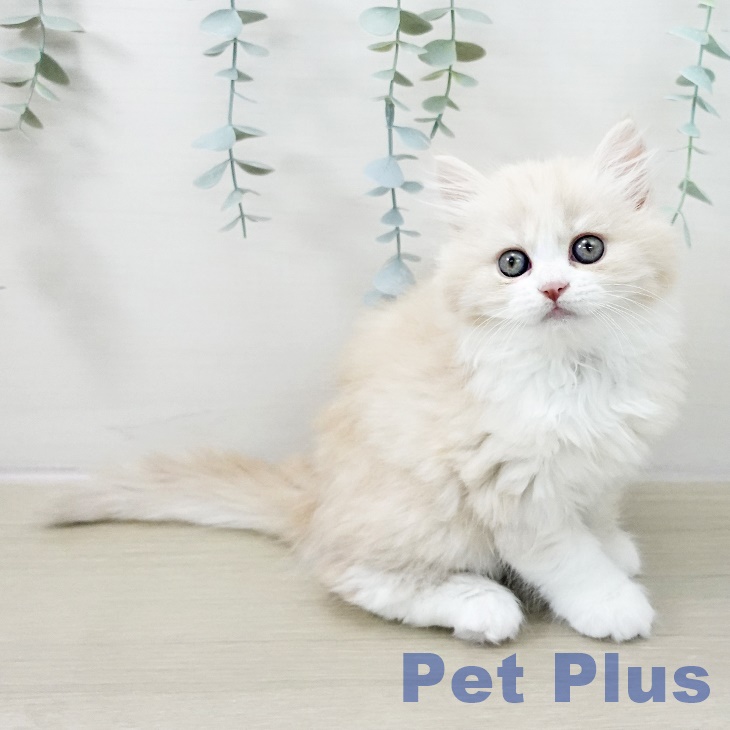 埼玉県のミヌエット (ペットプラス 浦和美園店/2025年11月12日生まれ/女の子/クリームタビーホワイト)の子猫の1枚目の画像