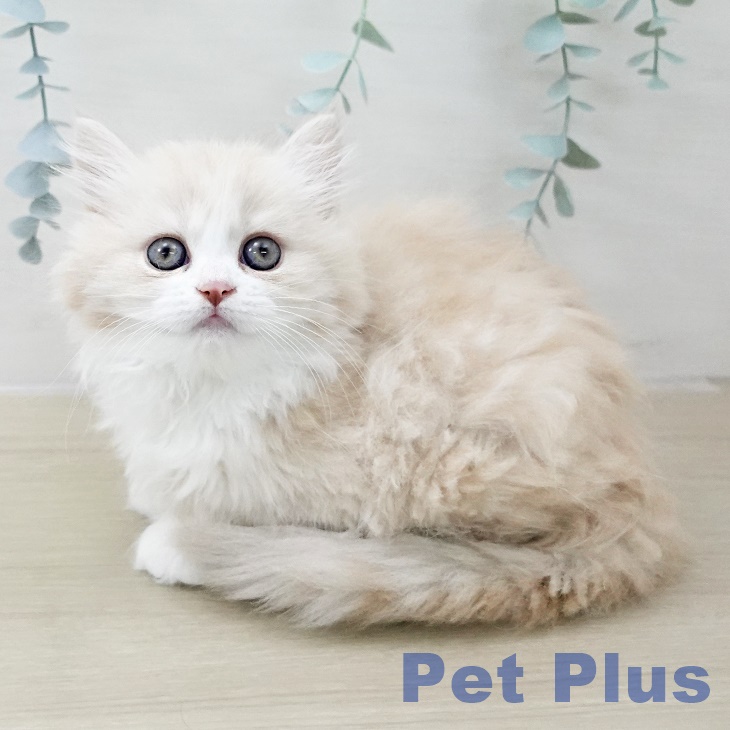 埼玉県のミヌエット (ペットプラス 浦和美園店/2025年11月12日生まれ/女の子/クリームタビーホワイト)の子猫の2枚目の画像