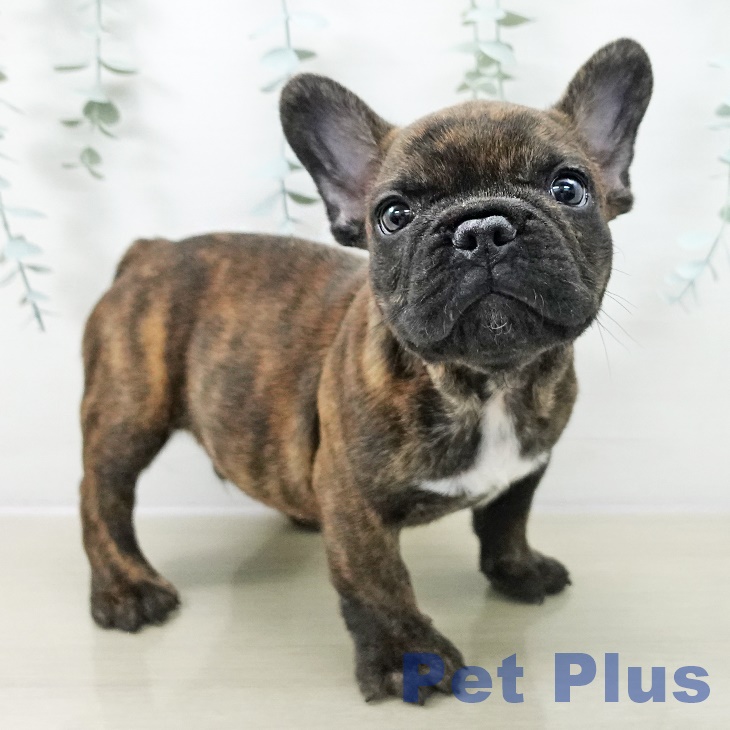 千葉県のフレンチブルドッグ (ペットプラス 木更津店/2025年11月14日生まれ/男の子/ブリンドル)の子犬の1枚目の画像