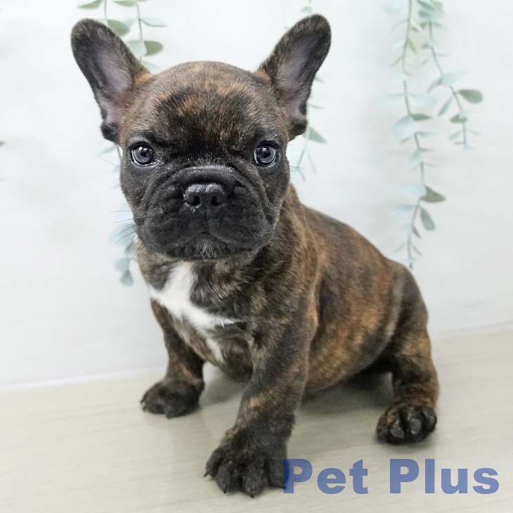 千葉県のフレンチブルドッグ (ペットプラス 木更津店/2025年11月14日生まれ/男の子/ブリンドル)の子犬の2枚目の画像