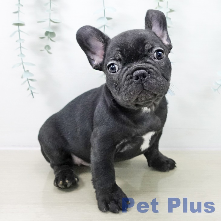 宮城県のフレンチブルドッグ (ペットプラス 仙台上杉店/2025年11月14日生まれ/男の子/ブリンドル)の子犬
