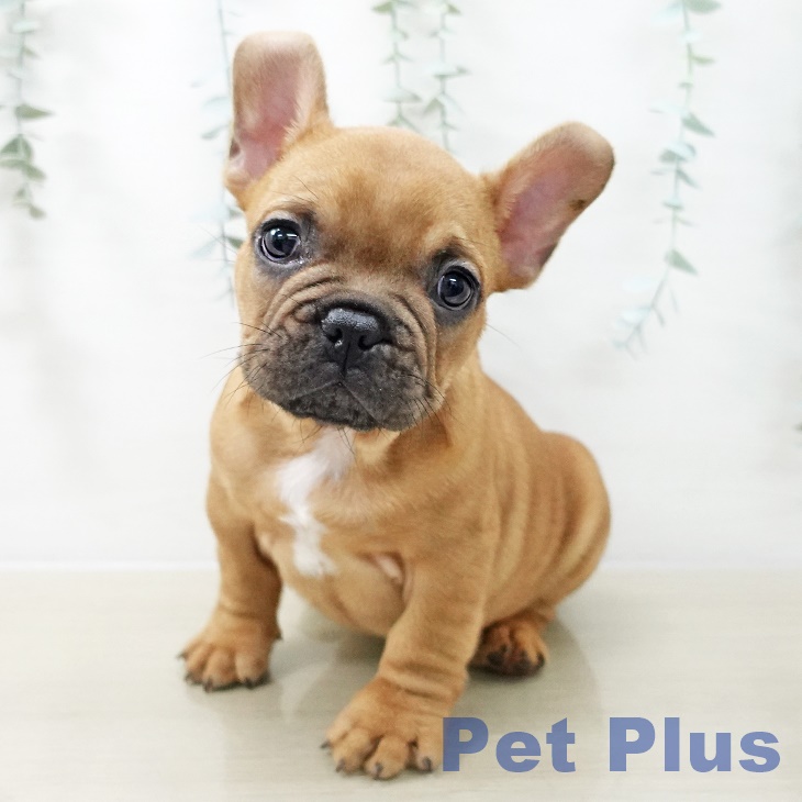 宮城県のフレンチブルドッグ (ペットプラス 仙台泉大沢店/2025年11月14日生まれ/男の子/フォーン)の子犬