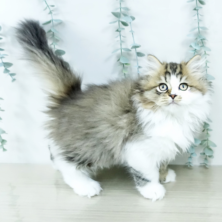 宮城県のミヌエット (ペットプラス 仙台泉大沢店/2025年10月30日生まれ/男の子/ブラウンタビーホワイト)の子猫