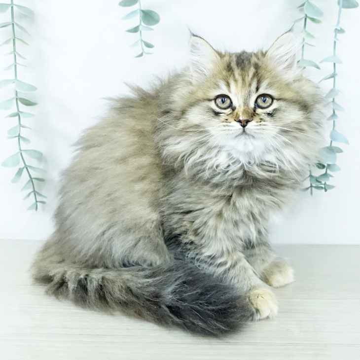 埼玉県のミヌエット (ペットプラス ピオニウォーク東松山店/2025年10月30日生まれ/女の子/ブラウンタビー)の子猫の1枚目の画像