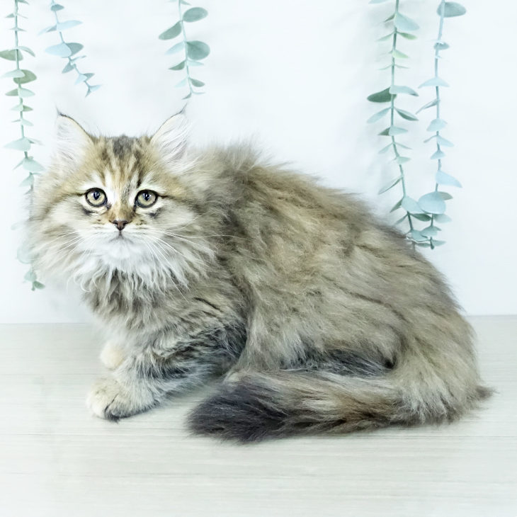 埼玉県のミヌエット (ペットプラス ピオニウォーク東松山店/2025年10月30日生まれ/女の子/ブラウンタビー)の子猫の2枚目の画像