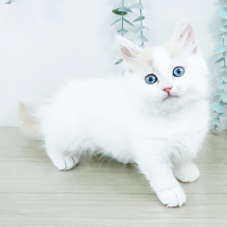 茨城県のマンチカン (ペットプラス つくば店/2025年11月14日生まれ/男の子/クリームホワイト)の子猫の1枚目の画像