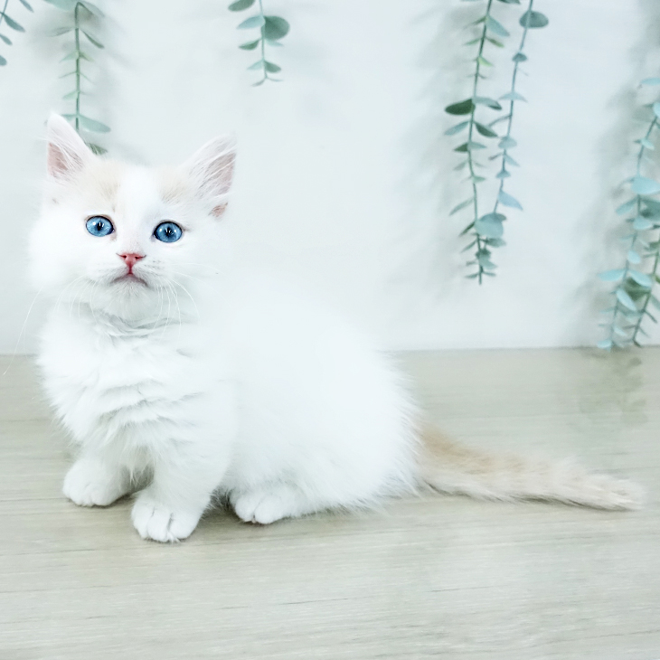 茨城県のマンチカン (ペットプラス つくば店/2025年11月14日生まれ/男の子/クリームホワイト)の子猫の2枚目の画像