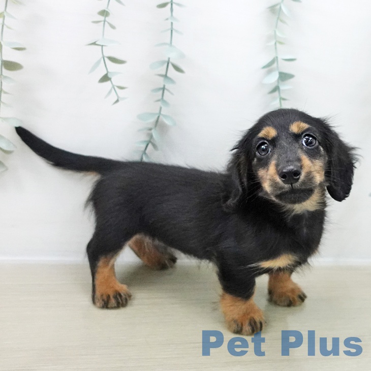 埼玉県のカニンヘンダックスフンド(ロング) (ペットプラス 浦和美園店/2025年11月17日生まれ/男の子/ブラックタン)の子犬の1枚目の画像