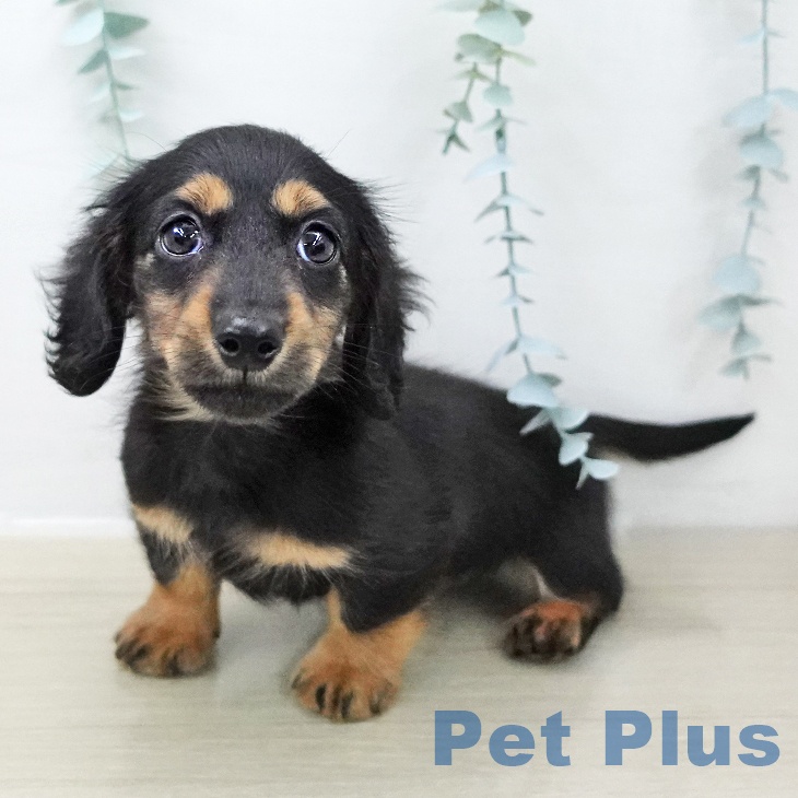 埼玉県のカニンヘンダックスフンド(ロング) (ペットプラス 浦和美園店/2025年11月17日生まれ/男の子/ブラックタン)の子犬の2枚目の画像