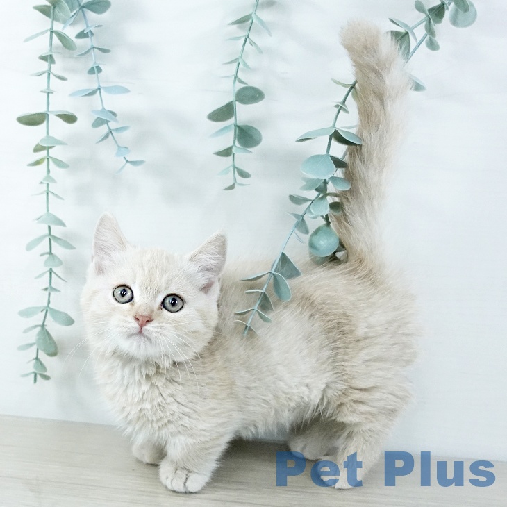 千葉県のマンチカン (ペットプラス 幕張新都心店/2025年11月12日生まれ/男の子/クリームタビー)の子猫の1枚目の画像