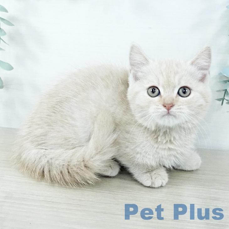 千葉県のマンチカン (ペットプラス 幕張新都心店/2025年11月12日生まれ/男の子/クリームタビー)の子猫の2枚目の画像