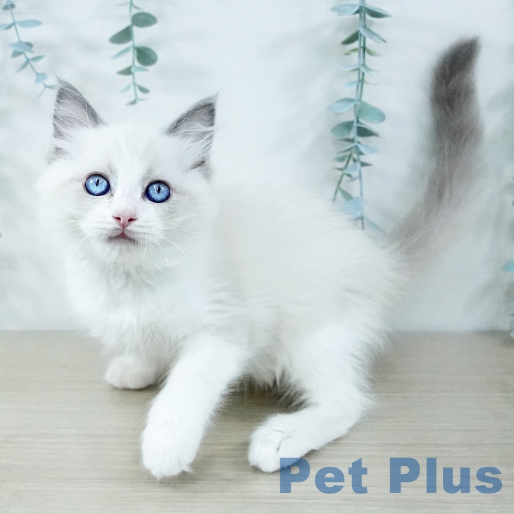 東京都のラグドール (ペットプラス 立川高島屋S.C.店/2025年11月5日生まれ/男の子/ブルーポイントバイカラー)の子猫の1枚目の画像