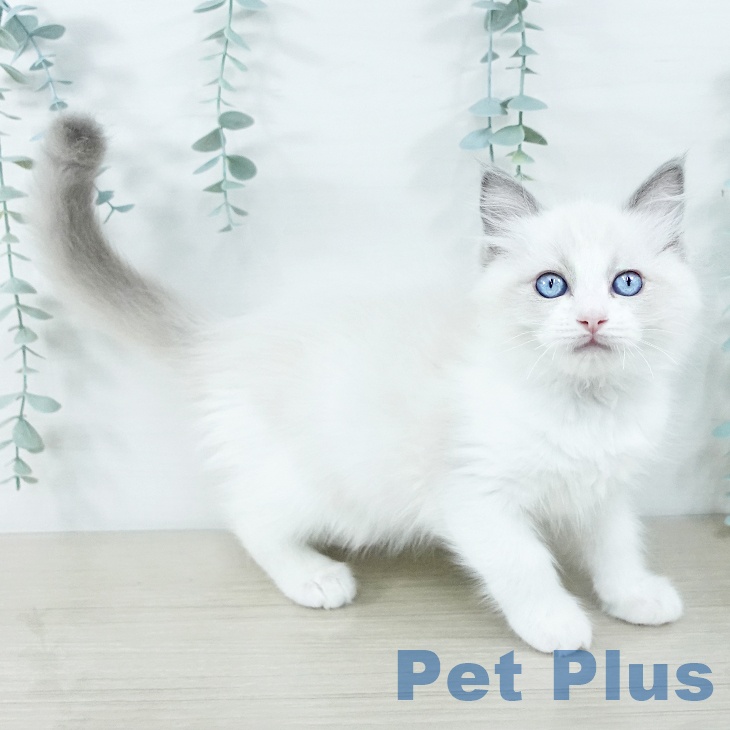 東京都のラグドール (ペットプラス 立川高島屋S.C.店/2025年11月5日生まれ/男の子/ブルーポイントバイカラー)の子猫の2枚目の画像