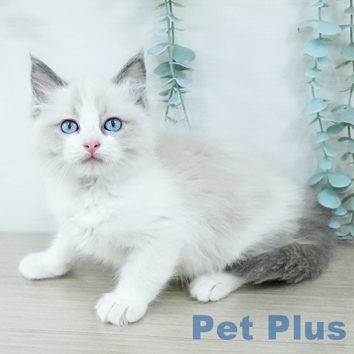 埼玉県のラグドール (ペットプラス コクーンシティ店/2025年11月5日生まれ/男の子/ブルーポイントバイカラー)の子猫の1枚目の画像