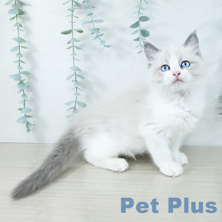埼玉県のラグドール (ペットプラス コクーンシティ店/2025年11月5日生まれ/男の子/ブルーポイントバイカラー)の子猫の2枚目の画像