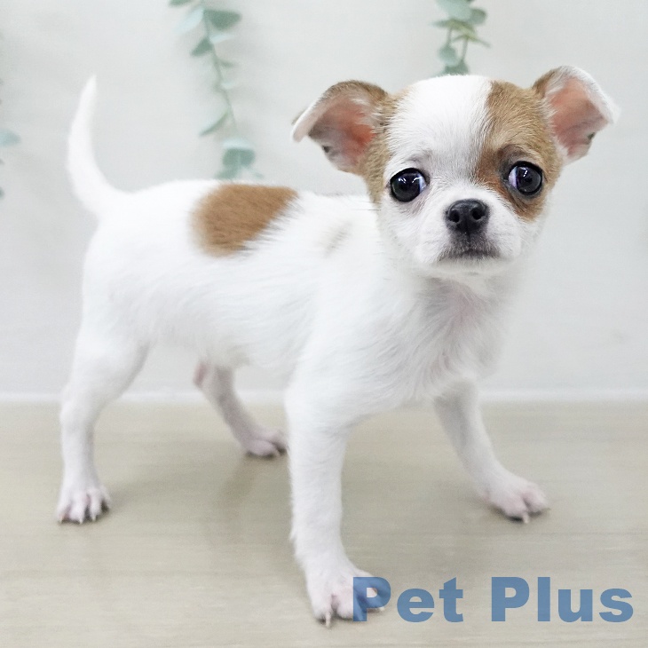 群馬県のチワワ(ロング) (ペットプラス イオンモール太田店/2025年11月17日生まれ/女の子/ホワイトレッド)の子犬の2枚目の画像