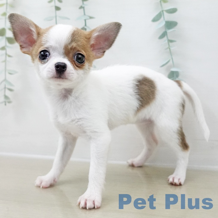 埼玉県のチワワ(ロング) (ペットプラス コクーンシティ店/2025年11月17日生まれ/女の子/ホワイトレッド)の子犬の1枚目の画像