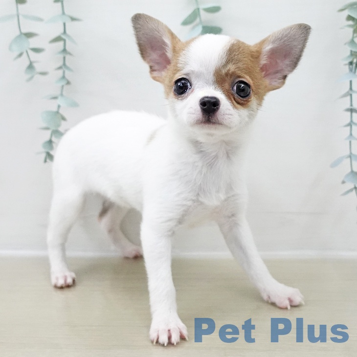 埼玉県のチワワ(ロング) (ペットプラス コクーンシティ店/2025年11月17日生まれ/女の子/ホワイトレッド)の子犬の2枚目の画像