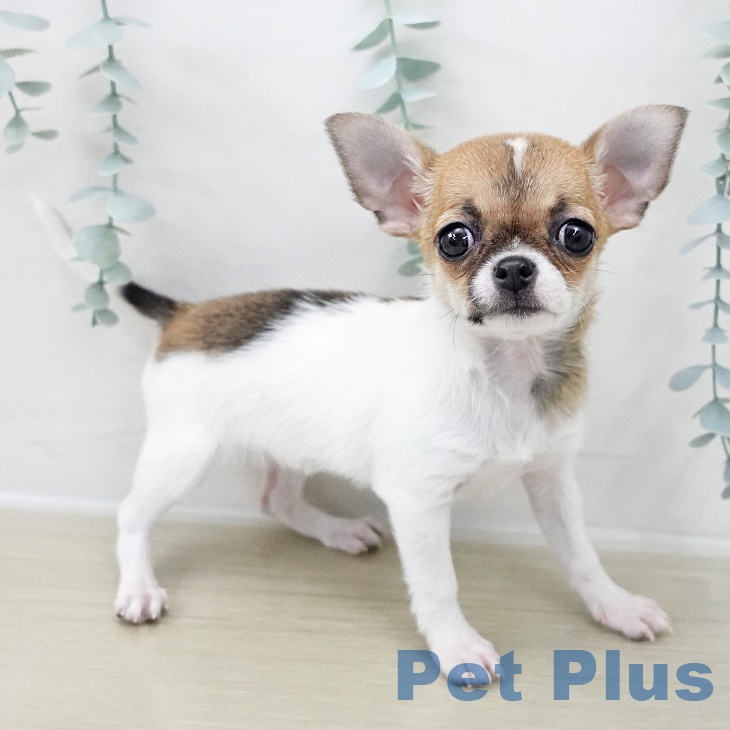 埼玉県のチワワ(ロング) (ペットプラス ららぽーと富士見店/2025年11月17日生まれ/女の子/ホワイトレッド)の子犬の1枚目の画像
