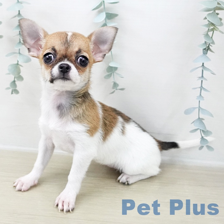 埼玉県のチワワ(ロング) (ペットプラス ららぽーと富士見店/2025年11月17日生まれ/女の子/ホワイトレッド)の子犬の2枚目の画像