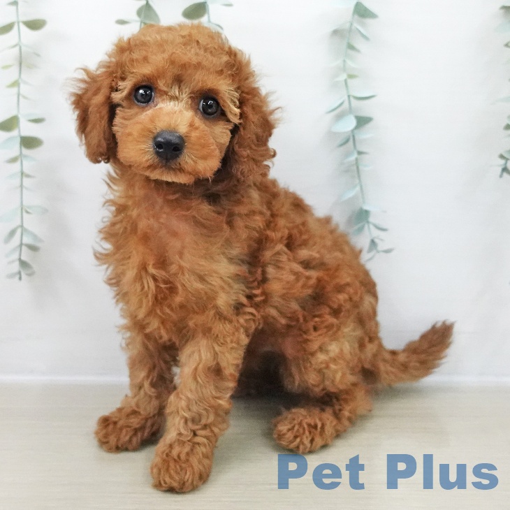 東京都のトイプードル(トイ) (ペットプラス MARK IS 葛飾かなまち店/2025年11月17日生まれ/男の子/レッド)の子犬の1枚目の画像