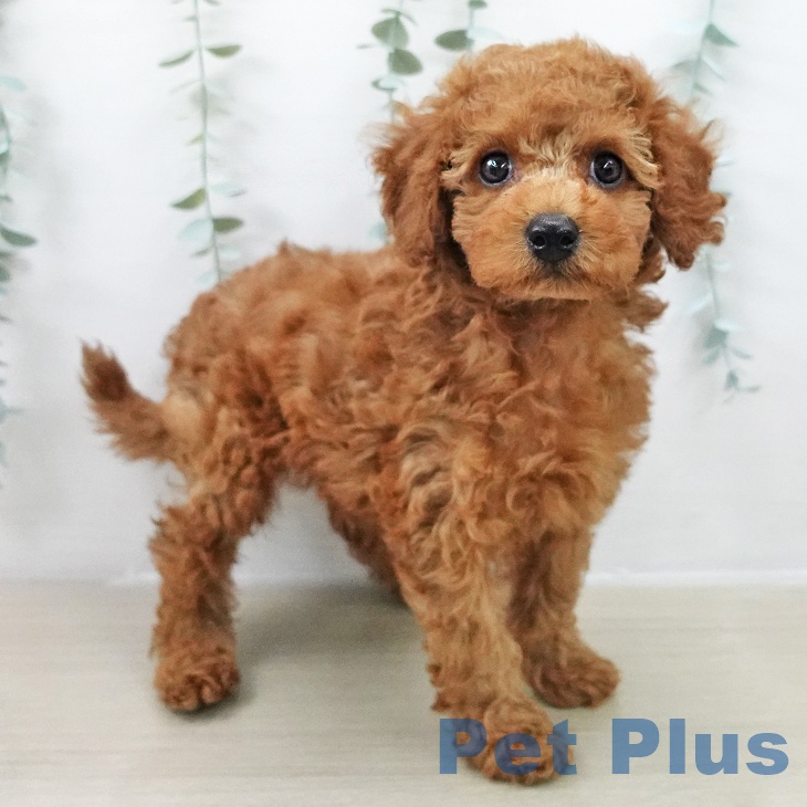 東京都のトイプードル(トイ) (ペットプラス MARK IS 葛飾かなまち店/2025年11月17日生まれ/男の子/レッド)の子犬の2枚目の画像