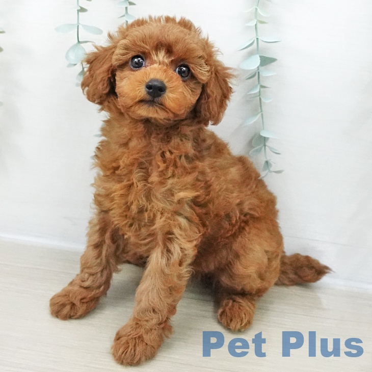 埼玉県のトイプードル(トイ) (ペットプラス 与野店/2025年11月17日生まれ/女の子/レッド)の子犬の1枚目の画像