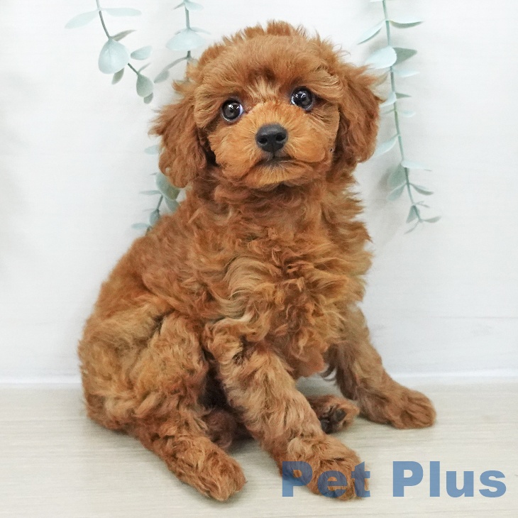 埼玉県のトイプードル(トイ) (ペットプラス 与野店/2025年11月17日生まれ/女の子/レッド)の子犬の2枚目の画像