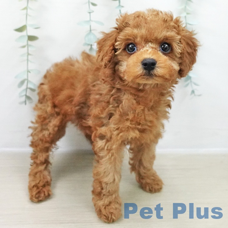 埼玉県のトイプードル(トイ) (ペットプラス ピオニウォーク東松山店/2025年11月17日生まれ/女の子/レッド)の子犬の1枚目の画像