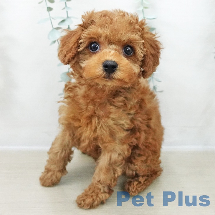 埼玉県のトイプードル(トイ) (ペットプラス ピオニウォーク東松山店/2025年11月17日生まれ/女の子/レッド)の子犬の2枚目の画像