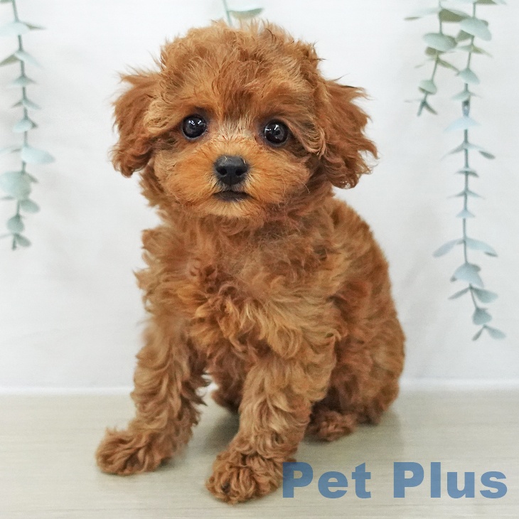 神奈川県のトイプードル(トイ) (ペットプラス 座間店/2025年11月17日生まれ/女の子/レッド)の子犬の1枚目の画像