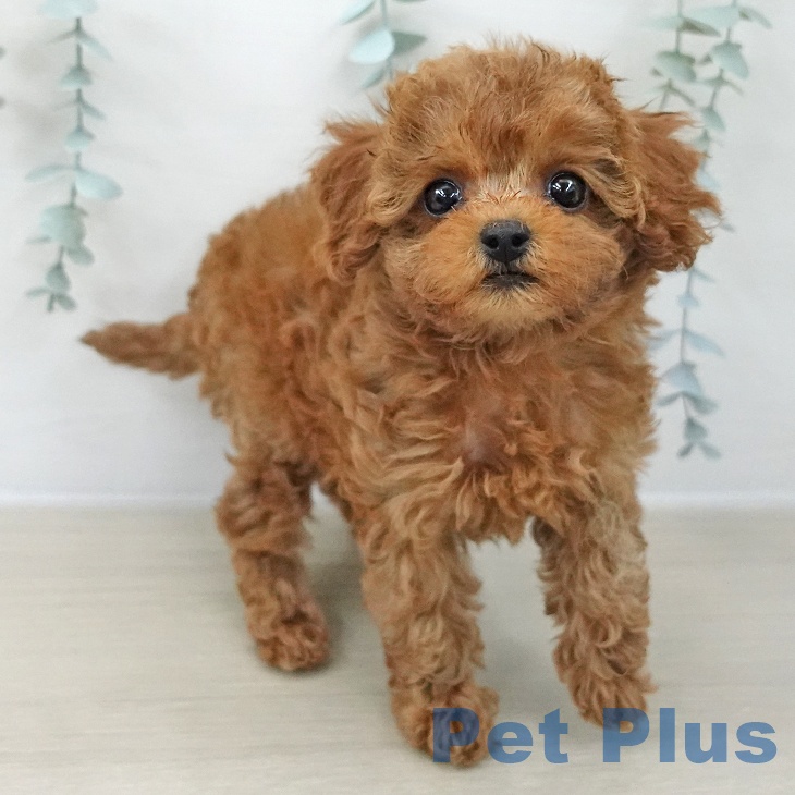 神奈川県のトイプードル(トイ) (ペットプラス 座間店/2025年11月17日生まれ/女の子/レッド)の子犬の2枚目の画像