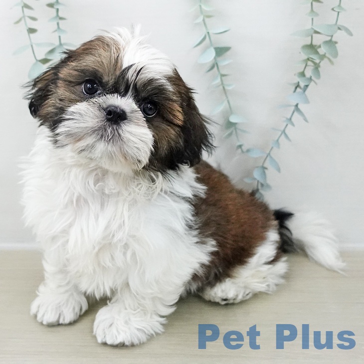 東京都のシーズー (ペットプラス むさし村山店/2025年11月17日生まれ/男の子/ゴールドホワイト)の子犬の1枚目の画像