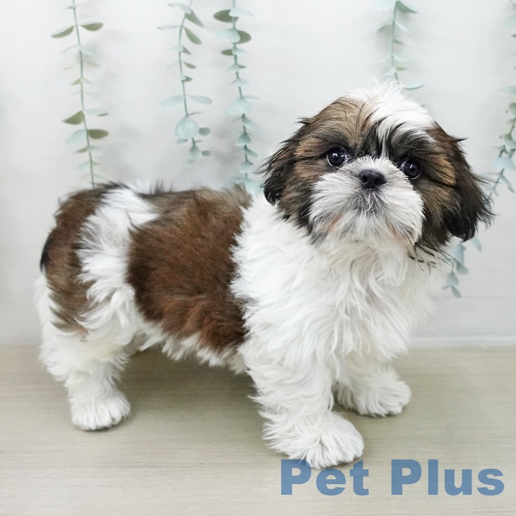 東京都のシーズー (ペットプラス むさし村山店/2025年11月17日生まれ/男の子/ゴールドホワイト)の子犬の2枚目の画像