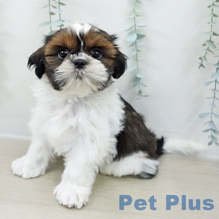 群馬県のシーズー (ペットプラス イオンモール太田店/2025年11月17日生まれ/女の子/ゴールドホワイト)の子犬の1枚目の画像