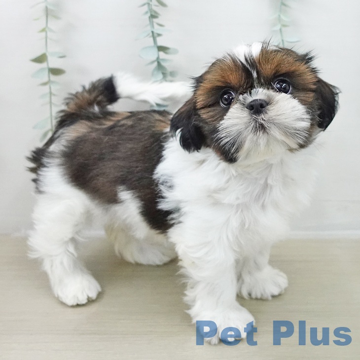 群馬県のシーズー (ペットプラス イオンモール太田店/2025年11月17日生まれ/女の子/ゴールドホワイト)の子犬の2枚目の画像