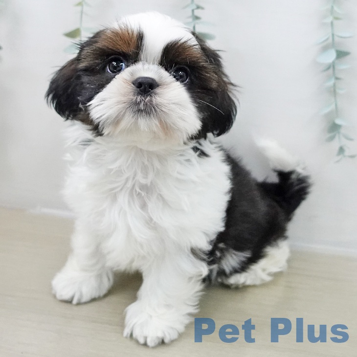 埼玉県のシーズー (ペットプラス 羽生店/2025年11月17日生まれ/女の子/ゴールドホワイト)の子犬の1枚目の画像