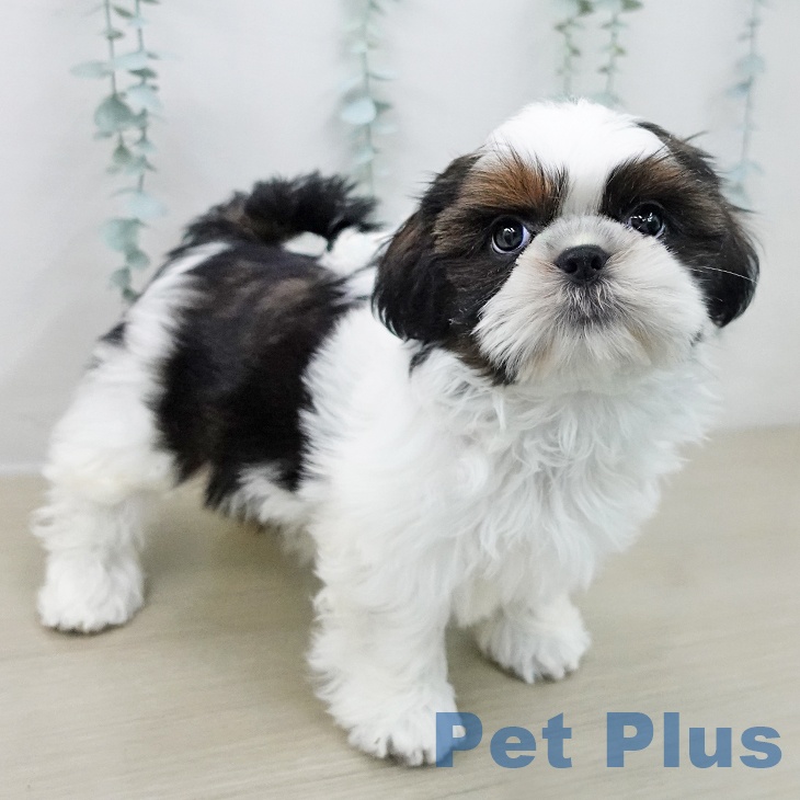 埼玉県のシーズー (ペットプラス 羽生店/2025年11月17日生まれ/女の子/ゴールドホワイト)の子犬の2枚目の画像