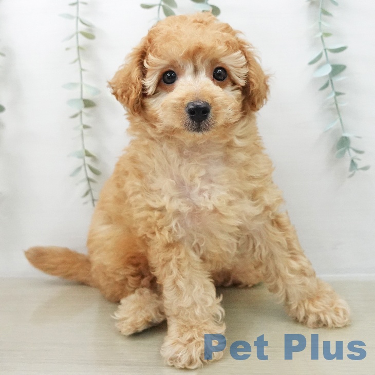 埼玉県のトイプードル(トイ) (ペッツワン 吉川美南店/2025年11月16日生まれ/男の子/アプリコット)の子犬の2枚目の画像